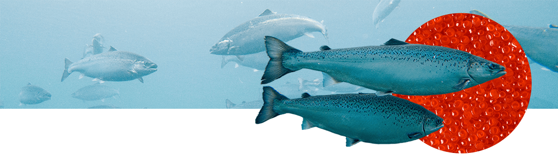 Отчет о деятельности Совета директоров